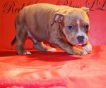 Small #1 American Bully