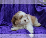 Small #9 Zuchon