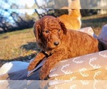 Small Photo #10 Poodle (Standard) Puppy For Sale in STOKESDALE, NC, USA