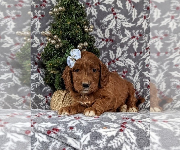 Medium Photo #6 Irish Setter-Poodle (Miniature) Mix Puppy For Sale in BIRD IN HAND, PA, USA