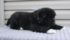 Small Photo #1 Akita Puppy For Sale in FRESNO, OH, USA