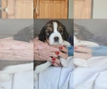 Small Photo #5 English Springer Spaniel Puppy For Sale in NEWCASTLE, CA, USA