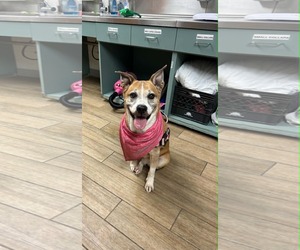 Carolina Dog-Unknown Mix Dogs for adoption in Rowlett, TX, USA