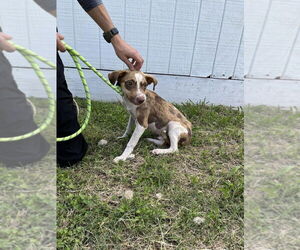 Labrador Retriever-Unknown Mix Dogs for adoption in New York, NY, USA