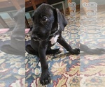 Small #2 Irish Dane