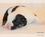 Small Photo #10 English Bulldog Puppy For Sale in WINNSBORO, TX, USA