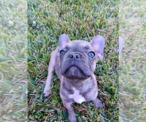 French Bulldog Puppy for sale in TAMPA, FL, USA