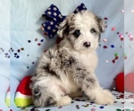 Small Photo #9 Aussie-Poo Puppy For Sale in BOUSE, AZ, USA