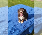 Small #1 Miniature American Shepherd