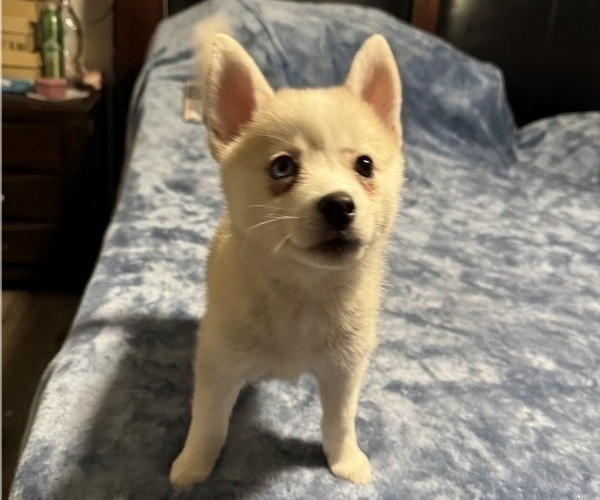 Medium Photo #146 Pomsky Puppy For Sale in LOVELAND, CO, USA