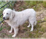 Small #2 Great Pyrenees