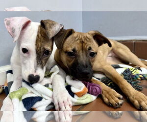 Chug Dogs for adoption in Jefferson, NJ, USA