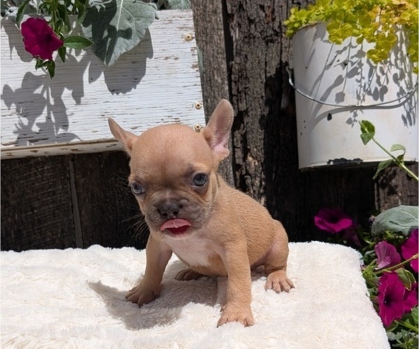 Medium Photo #35 French Bulldog Puppy For Sale in GOSHEN, IN, USA