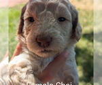 Puppy Puppy 4 Goldendoodle