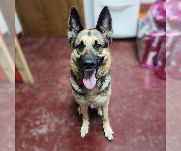 Medium Photo #7 German Shepherd Dog Puppy For Sale in Fargo, ND, USA
