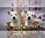 Small Photo #5 West Highland White Terrier Puppy For Sale in RENO, NV, USA