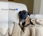 Small Photo #6 Belgian Malinois Puppy For Sale in LAS VEGAS, NV, USA