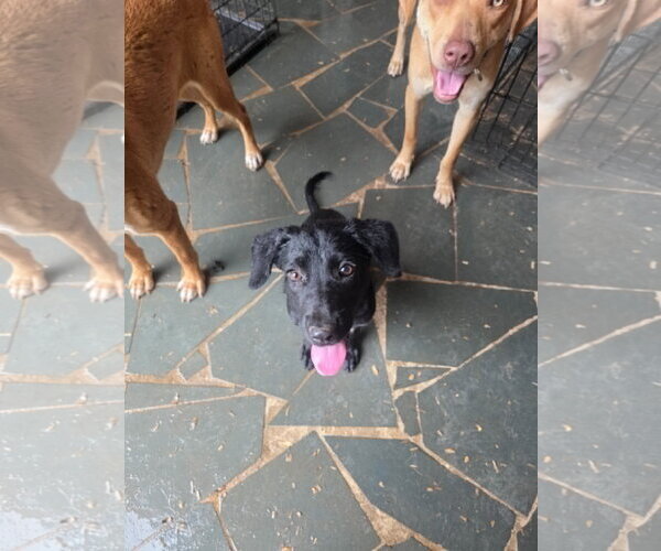 Medium Photo #1 Labrador Retriever-Unknown Mix Puppy For Sale in Holly Springs, NC, USA