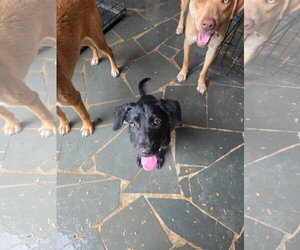 Labrador Retriever-Unknown Mix Dogs for adoption in Holly Springs, NC, USA