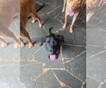 Small Labrador Retriever Mix