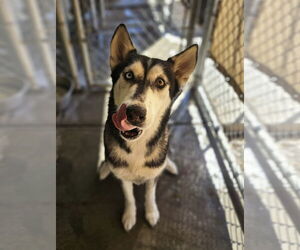 Sweeny - Female Siberian Husky Dog for Adoption - Photo #4