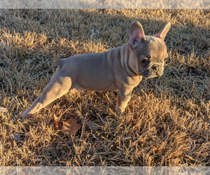 French Bulldog Puppy for sale in DURANT, OK, USA