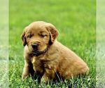 Small #2 Golden Retriever