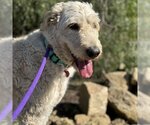 Small Photo #2 Goldendoodle (Miniature) Puppy For Sale in San Diego, CA, USA