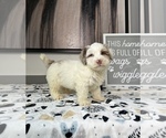 Small Photo #1 Miniature Bernedoodle Puppy For Sale in FRANKLIN, IN, USA