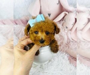 Poodle (Toy) Puppy for sale in THONOTOSASSA, FL, USA