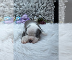 Small #10 Olde English Bulldogge