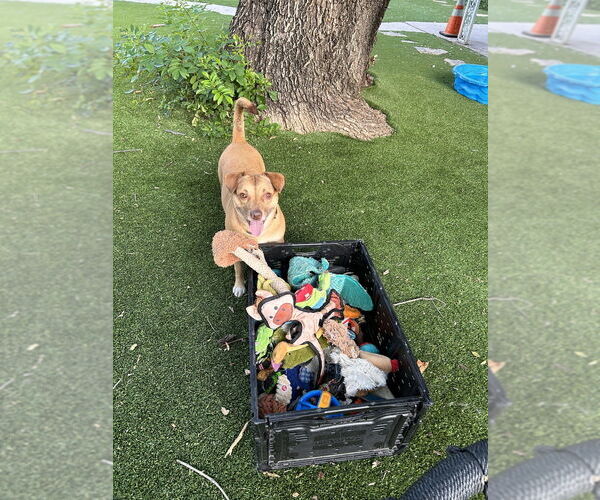 Medium Photo #6 American Pit Bull Terrier-Chihuahua Mix Puppy For Sale in Oak Bluffs, MA, USA