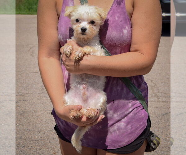 Medium Photo #3 Havanese Puppy For Sale in Huntley, IL, USA