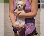 Small #2 Havanese