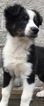 Small Photo #29 Australian Shepherd Puppy For Sale in ARBA, IN, USA