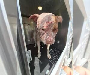 American Staffordshire Terrier-Unknown Mix Dogs for adoption in San Antonio, TX, USA