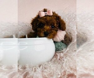 Poodle (Toy) Puppy for sale in MIAMI BEACH, FL, USA