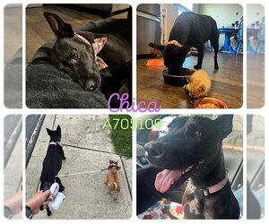 Mutt Dogs for adoption in San Antonio, TX, USA