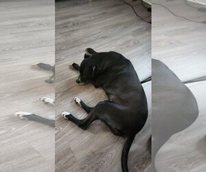 Daisy - Female Labrador Retriever-Unknown Mix Dog for Adoption - Photo #4