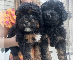 Poodle (Toy) Puppy for Sale in OLIVE HILL, Kentucky USA
