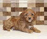 Small #1 Cavapoo (Miniature)