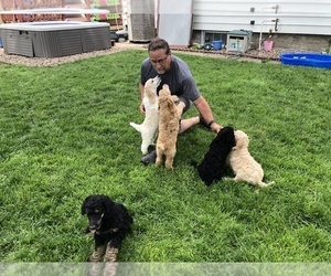 Poodle (Standard) Puppy for sale in COLUMBUS, NE, USA
