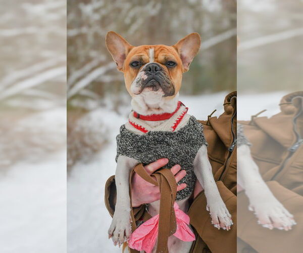Medium Photo #2 French Bulldog Puppy For Sale in Oak Bluffs, MA, USA