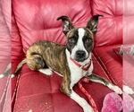 Small #23 Boxer Mix