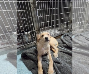 Mutt Dogs for adoption in El Centro, CA, USA