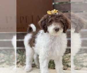 Aussiedoodle Puppy for sale in DRIPPING SPGS, TX, USA