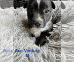 Small #13 Mutt