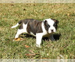 Small #2 American Bulldog
