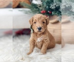 Small Goldendoodle mix (+ Poodle Miniature)