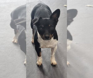 Jackshund Dogs for adoption in Walnutport, PA, USA